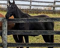 can-be-registered-rocky-mountain-horse