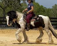 bred-mare-gypsy-vanner-horse