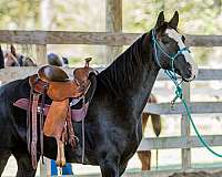 bay-roan-athletic-gaited-horse
