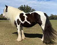 gypsy-vanner-horse-for-sale