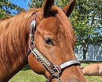 double-registered-halter-appaloosa-horse