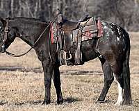 ranch-work-racking-horse