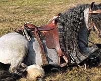 trail-riding-gypsy-vanner-horse