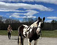 broke-to-ride-gypsy-vanner-horse