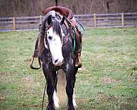 silb-beginner-pony