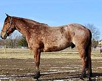 warmblood-quarter-horse