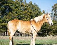 halflinger-quarter-horse