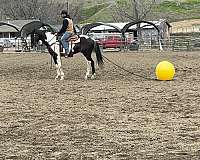 beginner-safe-quarter-horse