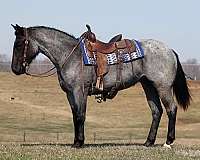 black-rear-socks-horse