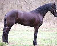 western-andalusian-horse