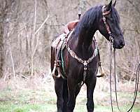 ranch-andalusian-horse