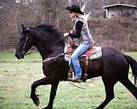 bid-andalusian-horse