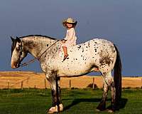 palomino-strip-horse