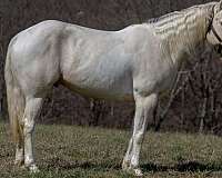 percheron-quarter-horse