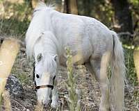 none--light-peach-color-in-tail-grey-highlights-locks-horse