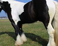 proven-breeder-horse