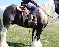 piebald-stallion-for-sale