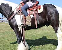proven-breeder-draft-gypsy-vanner-horse