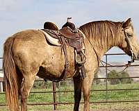quarter-pony-mare