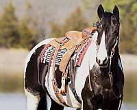 quarter-horse-friesian