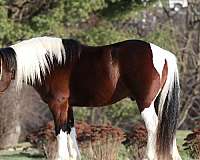 brown-white-horse