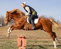bay-roan-quarter-horse-gelding