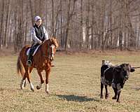 bay-roan-ranch-horse