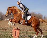 athletic-gelding