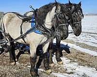black-roan-percheron-horse