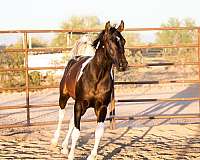 pinto-horse-half-arabian
