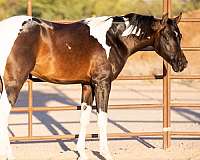 pinto-arabian-half-horse