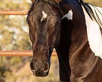 pintabian-half-arabian-horse