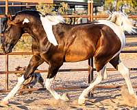 endurence-half-arabian-horse