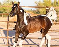 big-arabian-half-horse