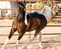 pintabian-gelding-half-arabian-horse