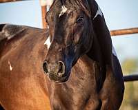 ali-half-arabian-horse
