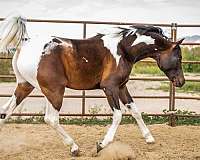 allbreedpedigree-half-arabian-horse