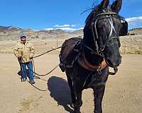 morgan-stallion-black-rides-drives-horse