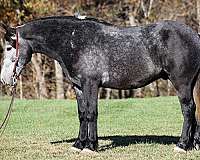 grey-dapples-horse