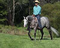 mounted-patrol-quarter-horse