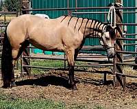 invitational-paint-horse