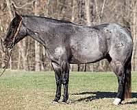 blue-roan-quarter-horse