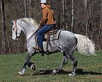 buckskin-friesian-horse