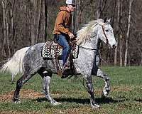 ranch-friesian-horse