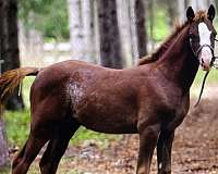broodmare-in-foal-welsh-pony