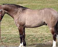 grulla-white-horse