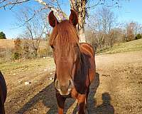chestnut-all-around-horse