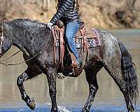any-rider-friesian-horse