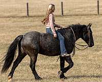 age-friesian-horse