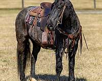 and-more-friesian-horse